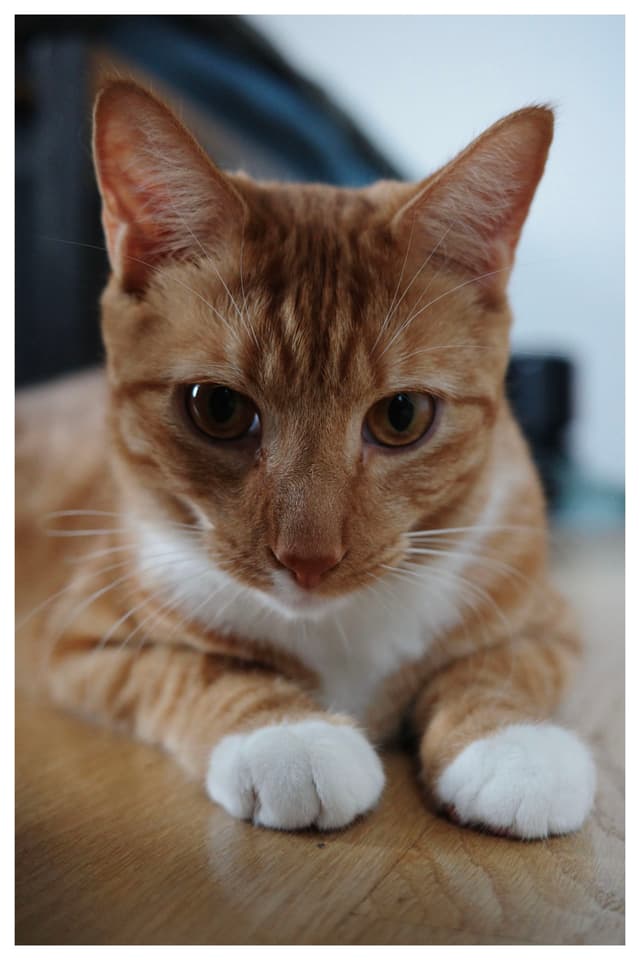 Alphonse Portrait